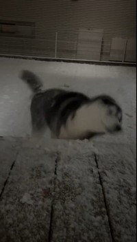 「シベリアンハスキー」の本領発揮！（提供：LANI♡LEA🐺さん）