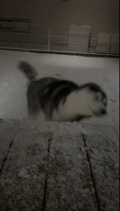 「シベリアンハスキー」の本領発揮！（提供：LANI♡LEA🐺さん）