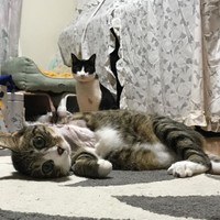 猫目線で撮影した可愛い写真