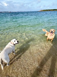 海で遊ぶベニーくん（左）とハリーくん（右）（画像提供：ハリーさん）