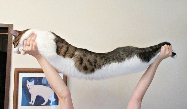 まるでスライム！？ ながーく伸びたくうちゃん（画像提供：Yさん）