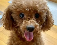 お迎え当時のはなちゃん。人懐っこい笑顔がキュートです。