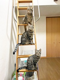 階段上、一段とばしでちょこんと座るキジトラ猫さんたち（画像提供：はるとさん）