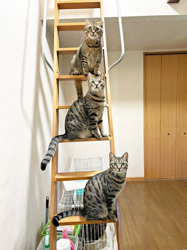 階段上、一段とばしでちょこんと座るキジトラ猫さんたち（画像提供：はるとさん）