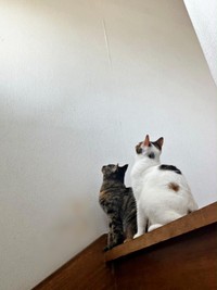 真っ白な壁をそろって見つめる（手前から）チャチャちゃん、ビビちゃん（画像提供：KANAKO OGATAさん）