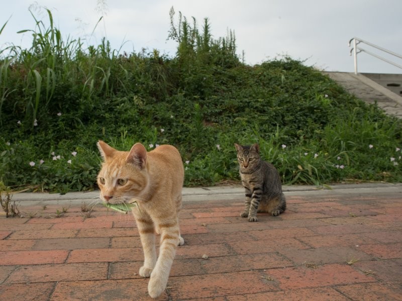 のはずが結局は横取りされた　（沖昌之　撮影 / 大和書房　提供） 