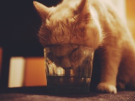 保護猫「水丸さん」と隣の水はウマい作戦　猫にも通ずるあの感情