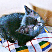 保護後、家でミルク散乱させるほど元気だったごまちゃん（画像提供：ぺぺ太さん）