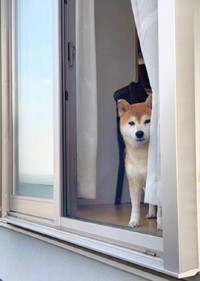 網戸越しに飼い主さんを監視するももちゃん。停止線の向こうのお宅のわんちゃんも、こんな風にカーテン越しにももちゃんと見つめ合ってるのかも（画像提供：柴犬もも さん）