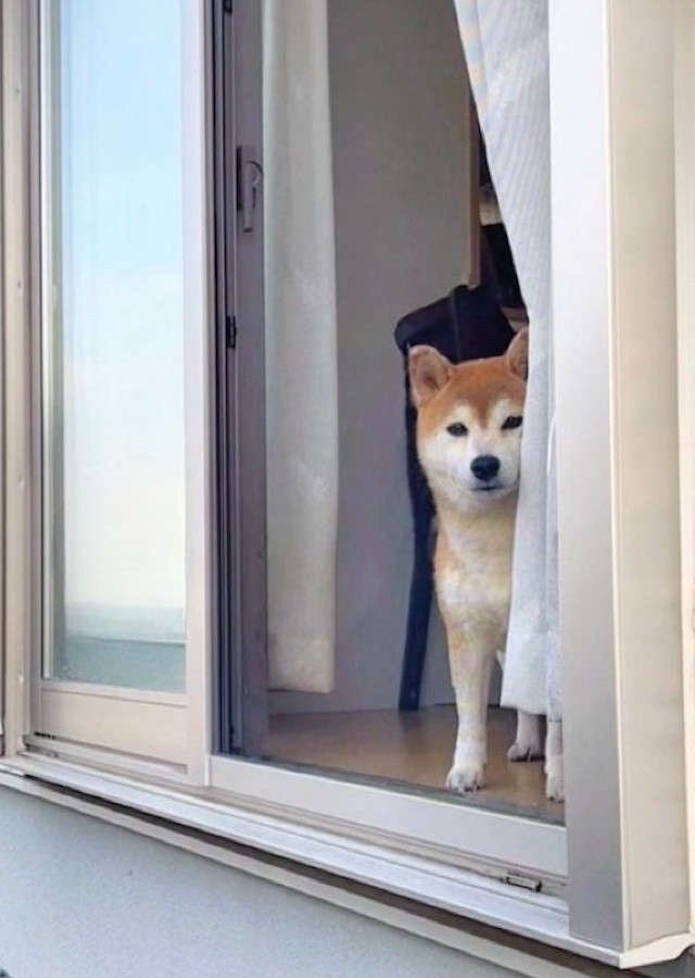 網戸越しに飼い主さんを監視するももちゃん。停止線の向こうのお宅のわんちゃんも、こんな風にカーテン越しにももちゃんと見つめ合ってるのかも（画像提供：柴犬もも さん）