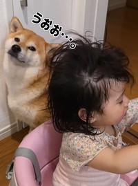 ドライヤーの音が聞こえると、心配でそばに来るむぎちゃん（提供：＠shiba_mugistaさん）

