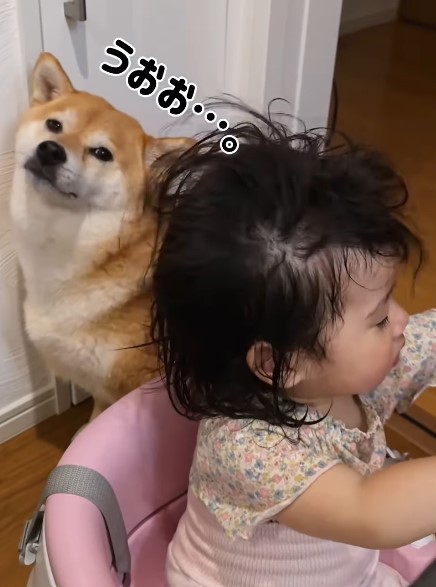 ドライヤーの音が聞こえると、心配でそばに来るむぎちゃん（提供：＠shiba_mugistaさん）
