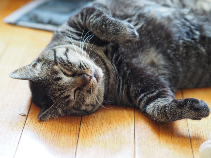 3匹目のユララちゃん。警戒心が強かったが、最近は福井さんのそばで昼寝するそう（写真提供：福井晴敏さん）