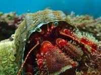 鮮やかな色合いがキレイな「ベニホンヤドカリ」（提供：でんか@『海のあかちゃん』『ヤドカリ探索図鑑』さん）