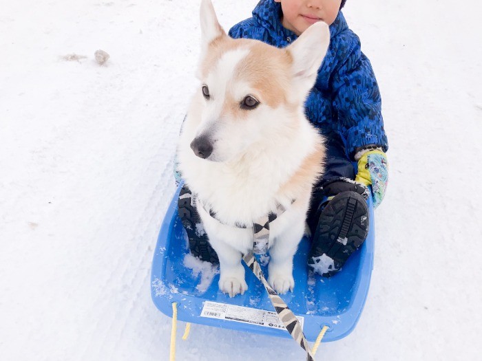 楽チン、楽しい、そり大好き
