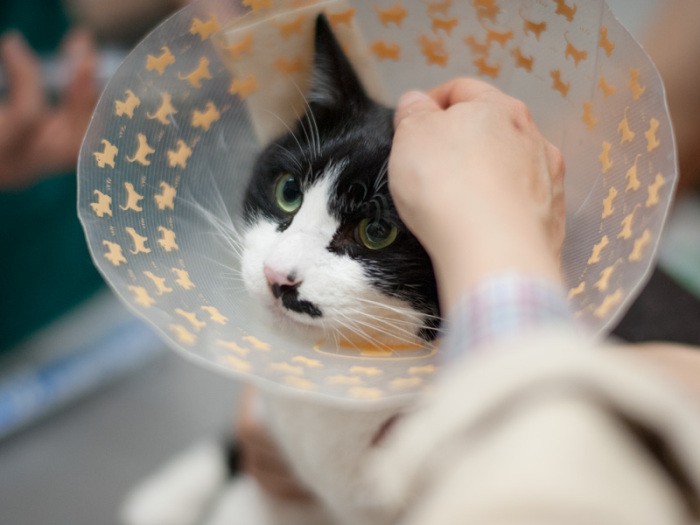 「そこじゃなくて、かゆいのおしりなんだけど」（小林写函撮影）