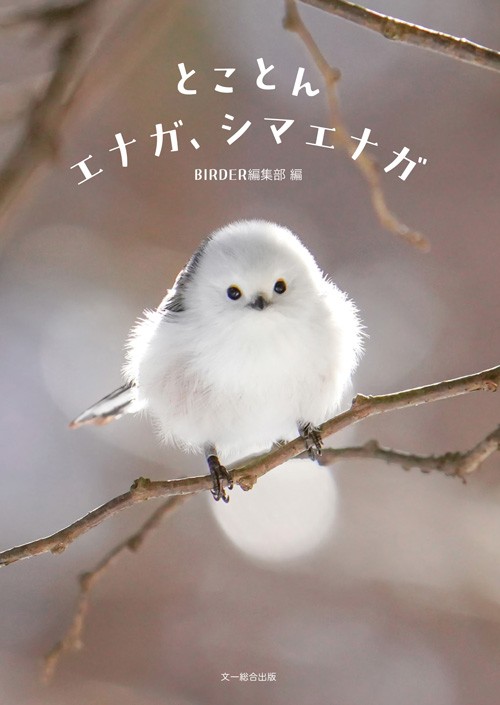 ♥♥♥シマエナガ♥１７センチ(*´艸｀*)里親様募集♥鳥❤️妖精 人気急上昇中の小鳥〝雪の妖精〟シマエナガの特集本発売「もっと好きに