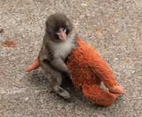 オランママを本当の母親のように大切にしているパンチくん／市川市動植物園　公式X（@ichikawa_zoo）より