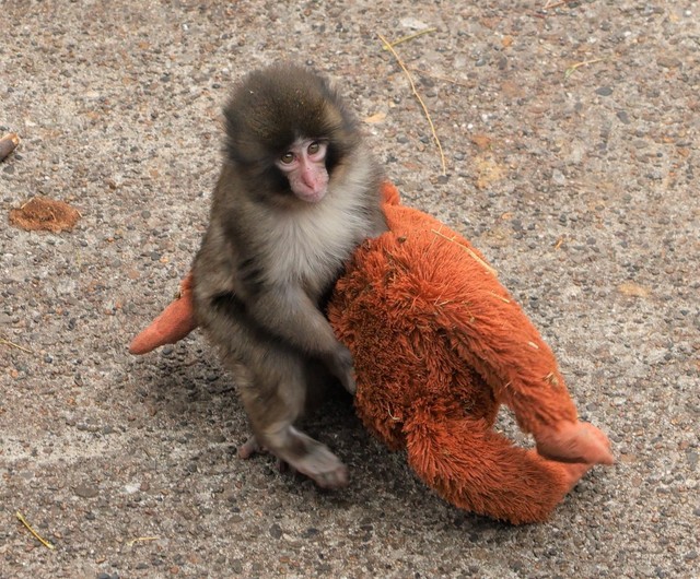 オランママを本当の母親のように大切にしているパンチくん／市川市動植物園　公式X（@ichikawa_zoo）より
