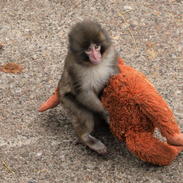 オランママを本当の母親のように大切にしているパンチくん／市川市動植物園　公式X（@ichikawa_zoo）より