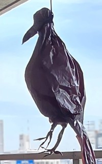 吊り下げている所（中田文花さん提供） 