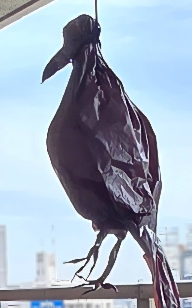 吊り下げている所（中田文花さん提供） 
