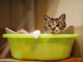 猫たちがしたいように、自由に穏やかに　多くの猫を看取りたどり着いた境地