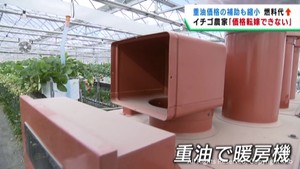 重油も補助金縮小で値上がり　イチゴ農家にとっても深刻な問題