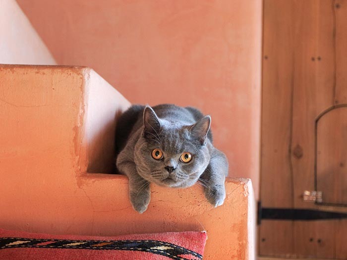 なんだこの愛嬌