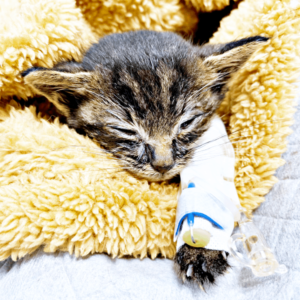 保護後、点滴を受けながら手厚いケアを受けたふくくん（画像提供：むぎさん）