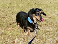 横目でチラッ！ キュートな表情を浮かべるがぶくん（画像提供：ダックスがぶくん）