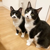 飼い主さんを見上げる（左から）まるもちゃんとこたろうくん（画像提供：neveさん）