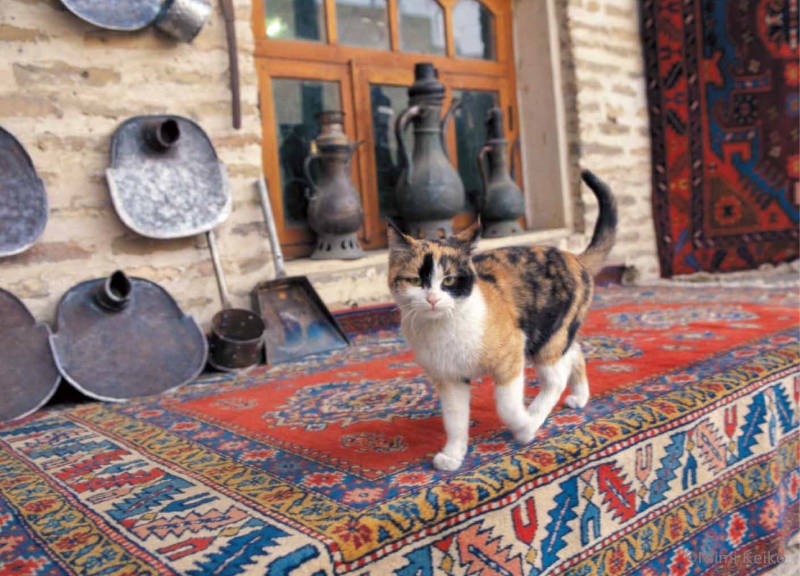 12 月：ウズベキスタン（ウルゲンチ）／シルクロード由来の年代物工芸品を扱う店は、まるでギャラリーのよう。緻密な織物や銅製品に見入っていると、店の猫が目の前を通り過ぎた。シッポをふって「入り口はこちらですよ」と誘い込む、営業のうまい三毛猫だった