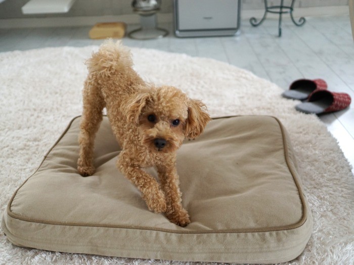 半年前に迎えられたトイプードルの陽（はる）くん。１歳