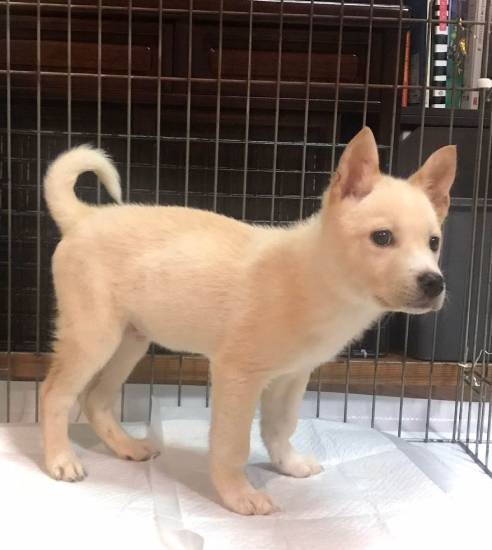 ウェブサイト「ペットのおうち」で見て聖子先生が一目ぼれした写真（鈴木先生提供）