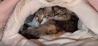 ひろさんが購入したベッドでくっついて寝る保護猫たち／投稿主さん提供