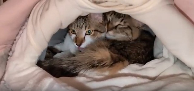 ひろさんが購入したベッドでくっついて寝る保護猫たち／投稿主さん提供