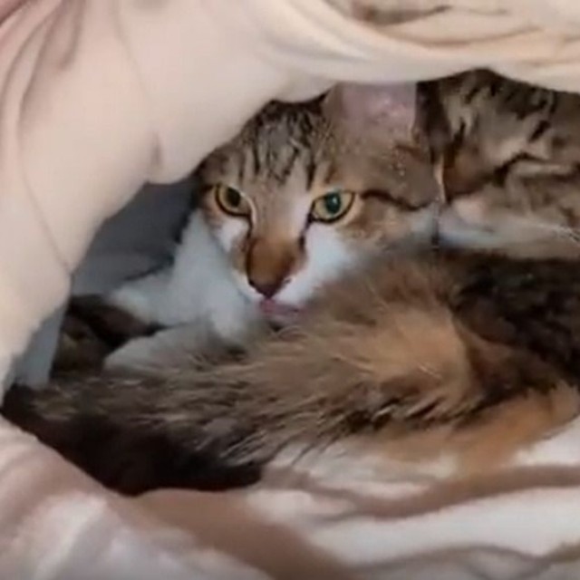 ひろさんが購入したベッドでくっついて寝る保護猫たち／投稿主さん提供