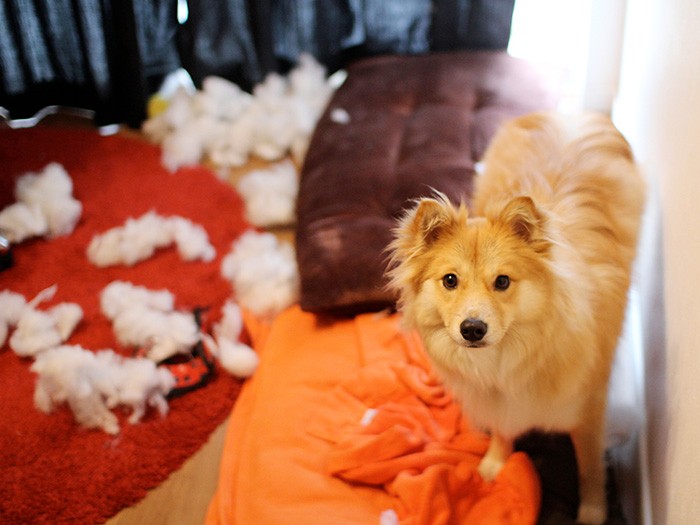 破壊王だった福助