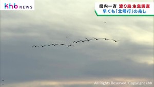 宮城県で渡り鳥調査　暖冬で既に北帰行の兆し