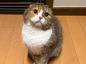 2022まんまるで賞　スコティッシュフォールド「ちゃまめ」