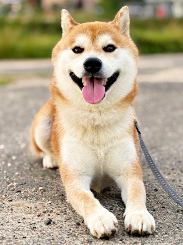 にっこり笑顔がキュートなティーくん（画像提供：柴犬ティーくん＆パパさん）