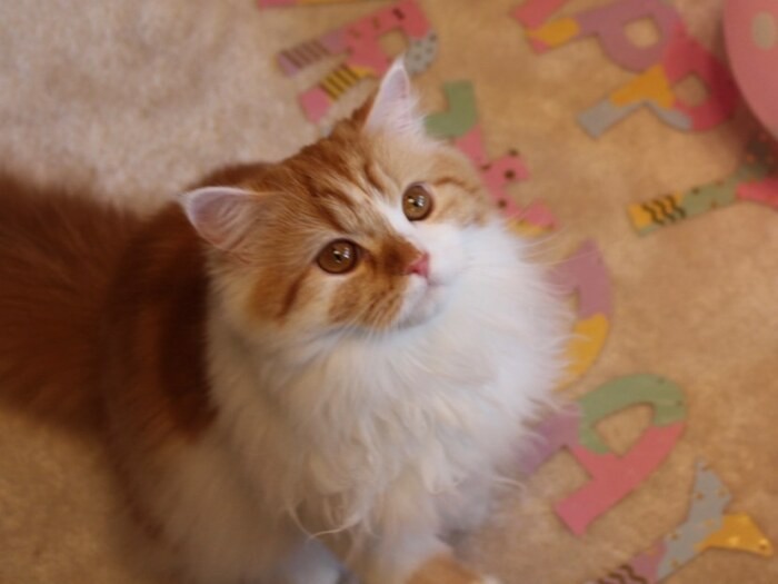 普段のシャロン