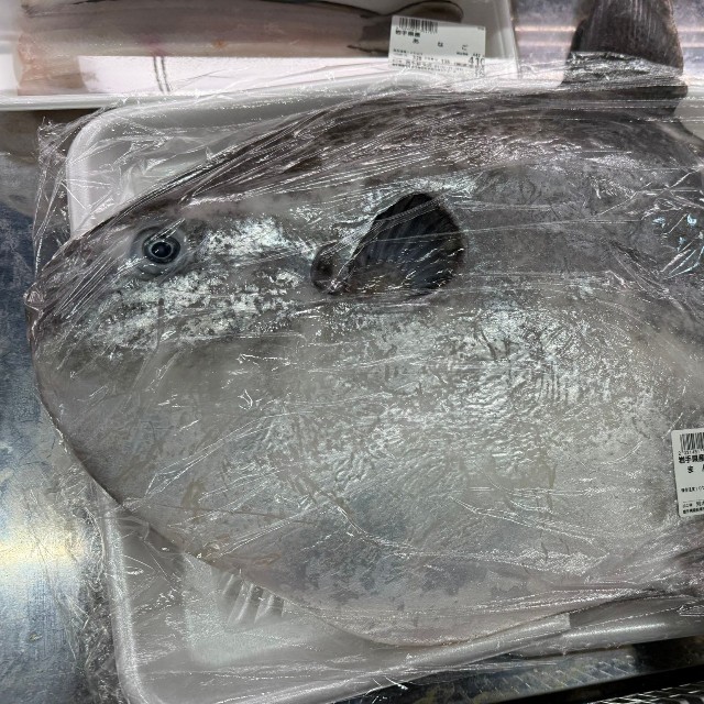 店頭に並んだ大きなマンボウ／あらきゆうきさん（@Arakisengyo_yu）提供