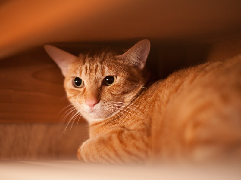 「トラジです。僕の話は今回も出てこないってさ」（小林写函撮影）