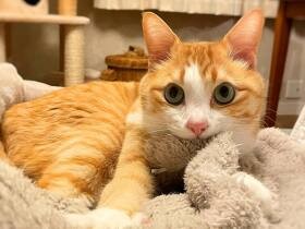 みんながんばってにゃ～　遊ぶ家族を横目にフミフミ…雑種猫「レンジィ」