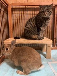 華蓮ちゃんのテリトリーに堂々と侵入する虎三郎くん