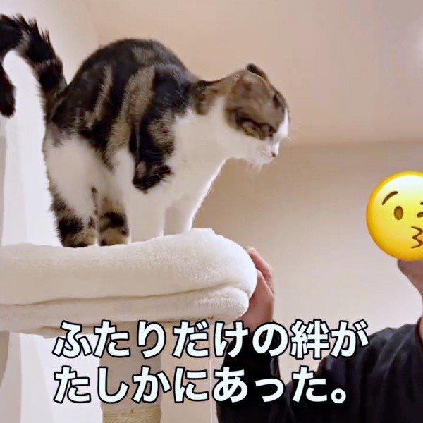 キャットタワーの上にのぼってパパと触れ合うこたろうくん（画像提供：こたとつーちゃんと時々おたまさん）