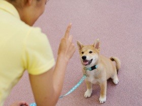愛犬が「待て」できない！　専門家に聞く待ての教え方、小さなステップを重ねよう