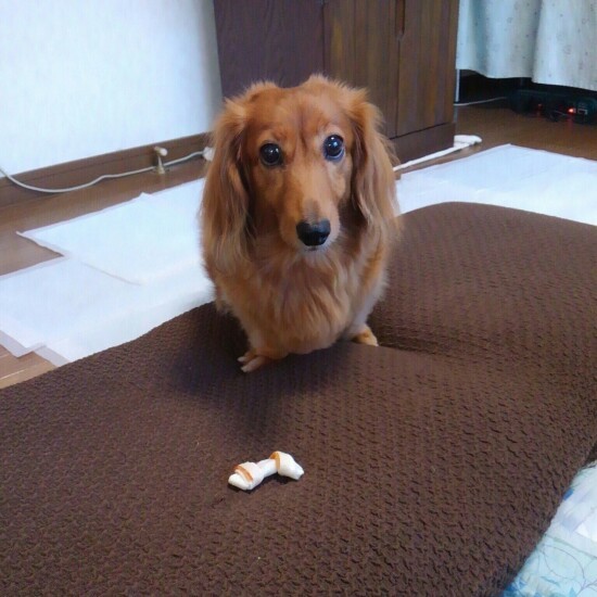 くりくりの瞳が愛らしいチョコ（宗友さん提供）